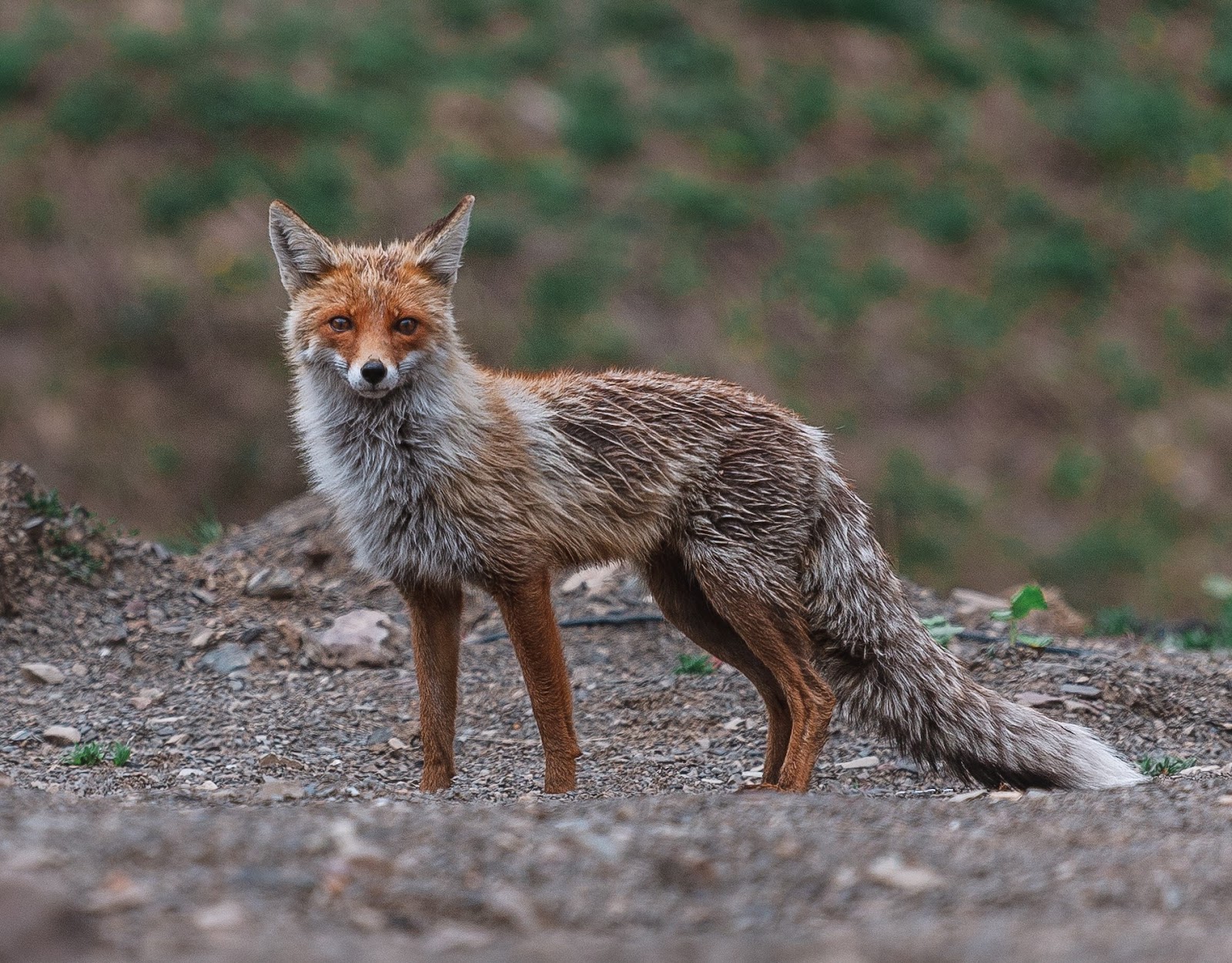 Дикие животные региона. Сочинский национальный парк животные лиса. Лиса на курорте. Сочинский национальный парк животные вертикальные фото. Какие животные обитают в Сочи в горах красной Поляне.
