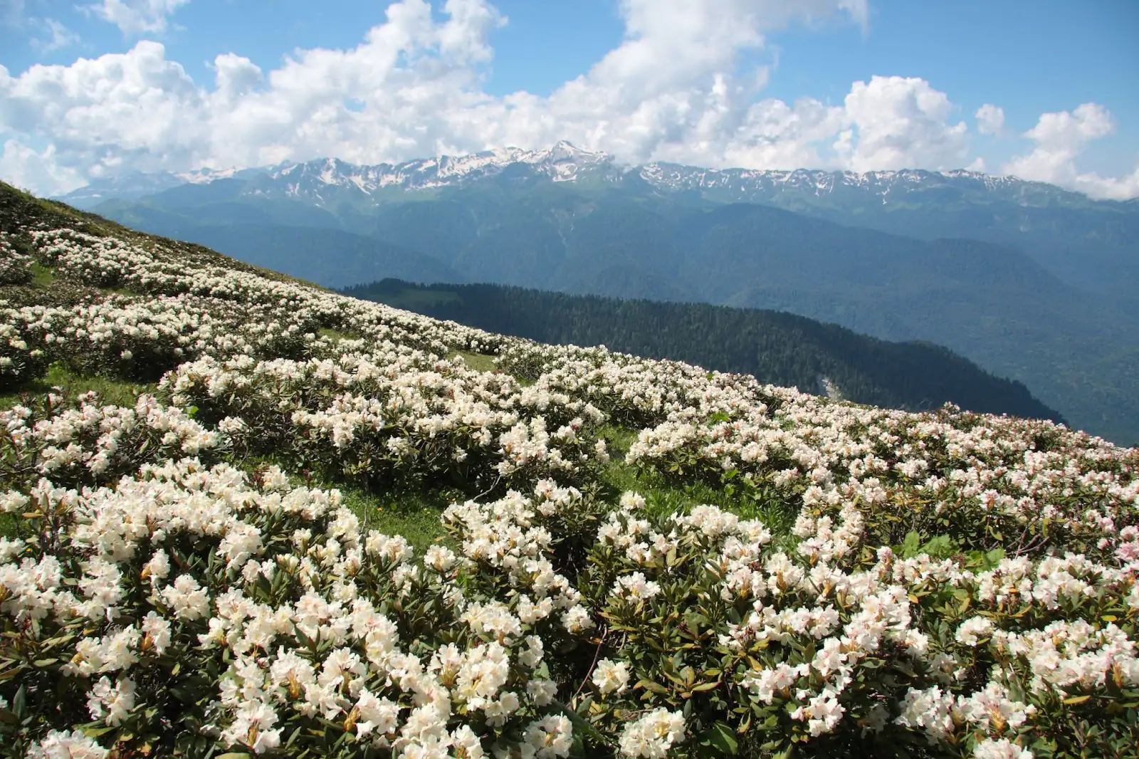 Альпийские луга_Курорт Красная Поляна